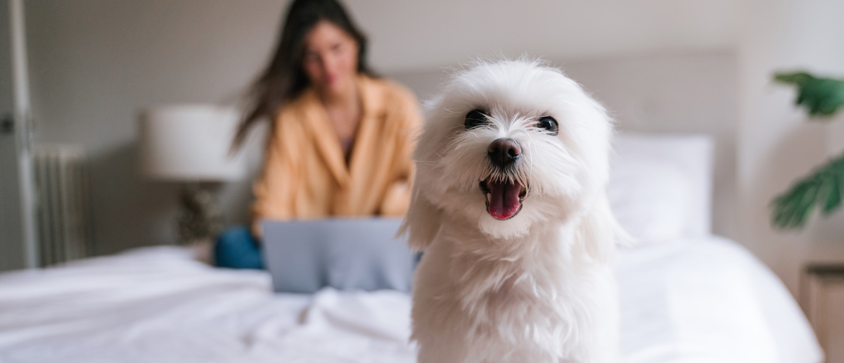 Let NuKey Realty help find you a pet friendly apartment in Spokane