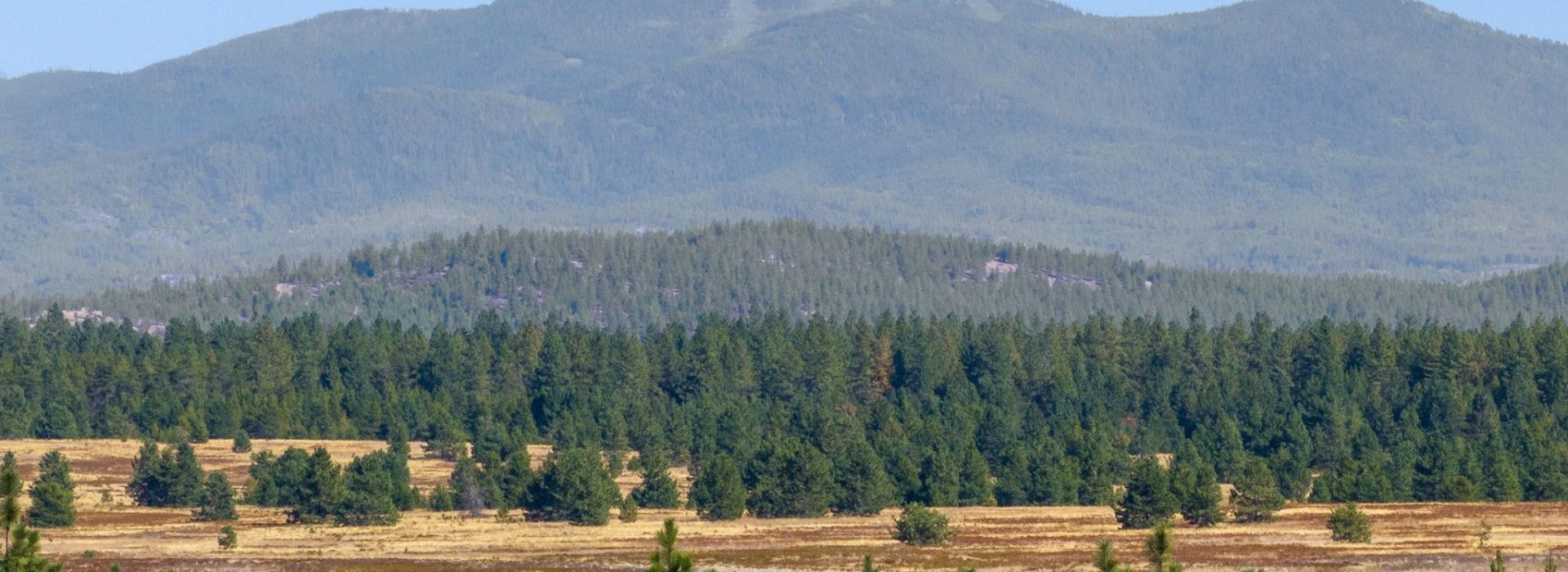 MLS20-1920x700.jpg